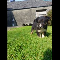 Border Collie - Both