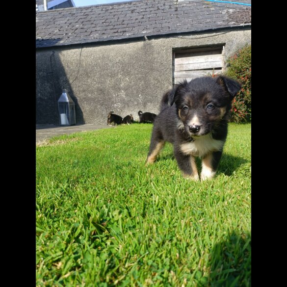 Border Collie - Both