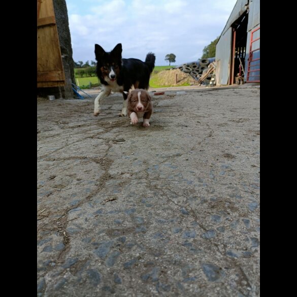 Border Collie - Both