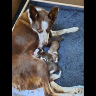 Border Collie - Dogs