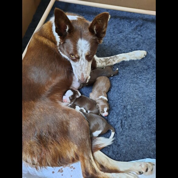 Border Collie - Dogs
