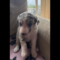 Border Collie - Bitches