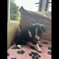 Border Collie - Bitches