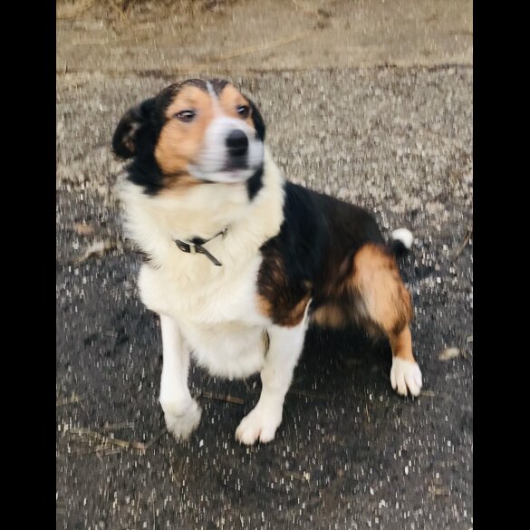 Border Collie - Bitches