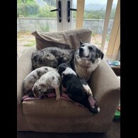 Border Collie - Bitches