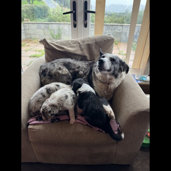 Border Collie - Bitches