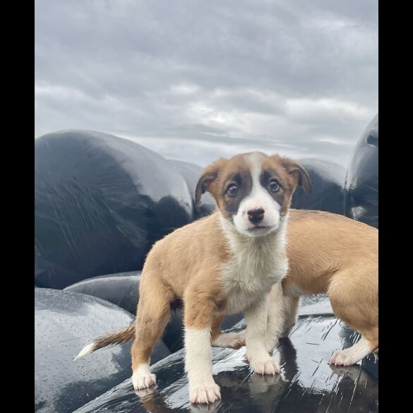 Border Collie - Both