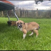 Border Collie - Both