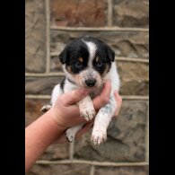 Border Collie - Dogs