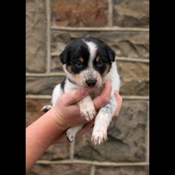 Border Collie - Dogs