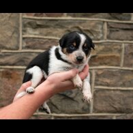 Border Collie - Dogs