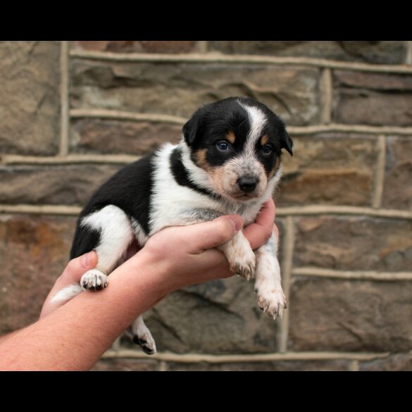 Border Collie - Dogs