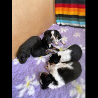 Border Collie - Dogs