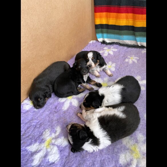 Border Collie - Dogs