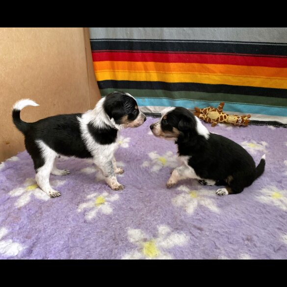 Border Collie - Dogs