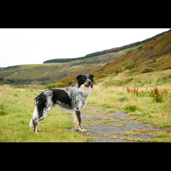 Border Collie - Dogs