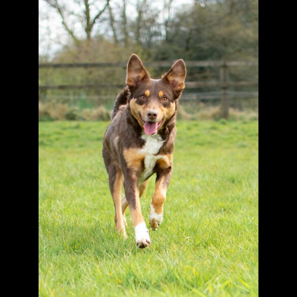 Border Collie - Dogs