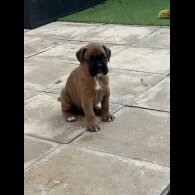 Boxer - Bitches