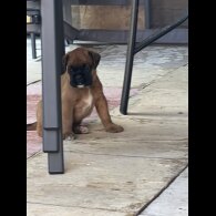 Boxer - Bitches