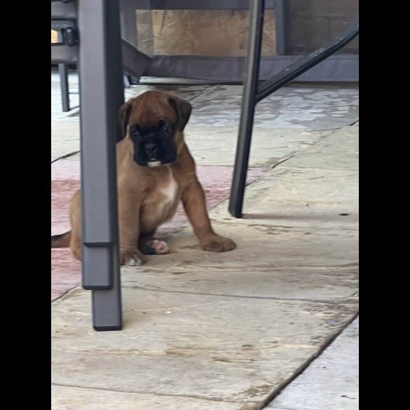 Boxer - Bitches