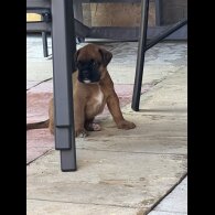 Boxer - Bitches