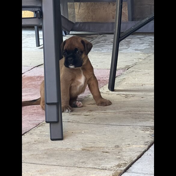 Boxer - Bitches