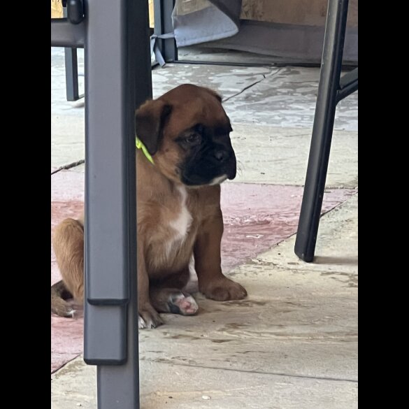 Boxer - Bitches