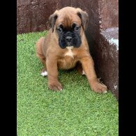 Boxer - Bitches