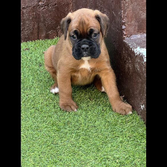 Boxer - Bitches