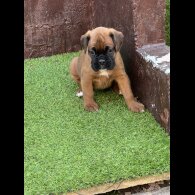 Boxer - Bitches