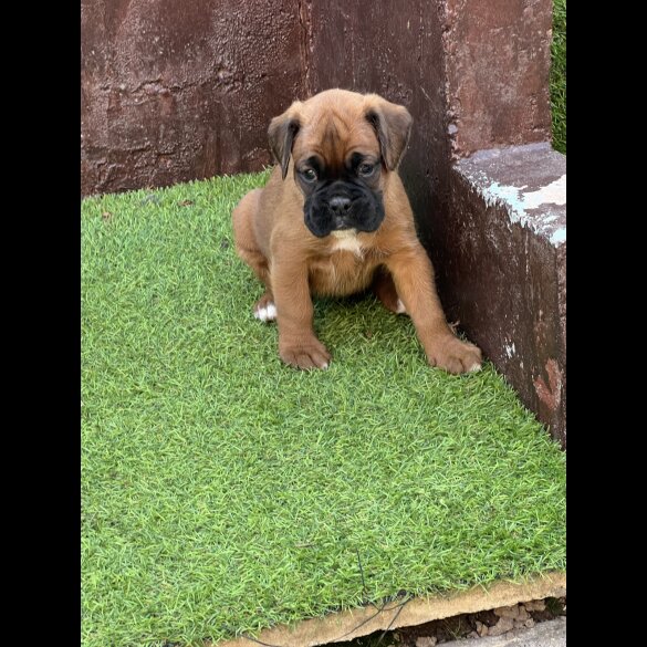 Boxer - Bitches