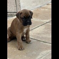 Boxer - Bitches