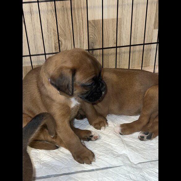 Boxer - Bitches