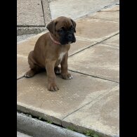 Boxer - Bitches