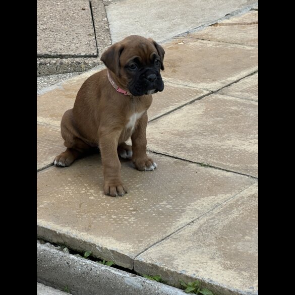 Boxer - Bitches