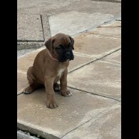 Boxer - Bitches