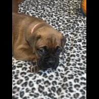 Boxer - Bitches