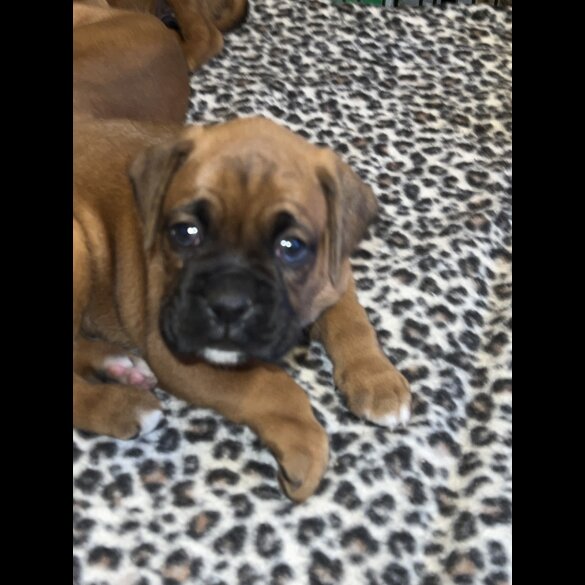 Boxer - Bitches