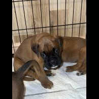 Boxer - Bitches