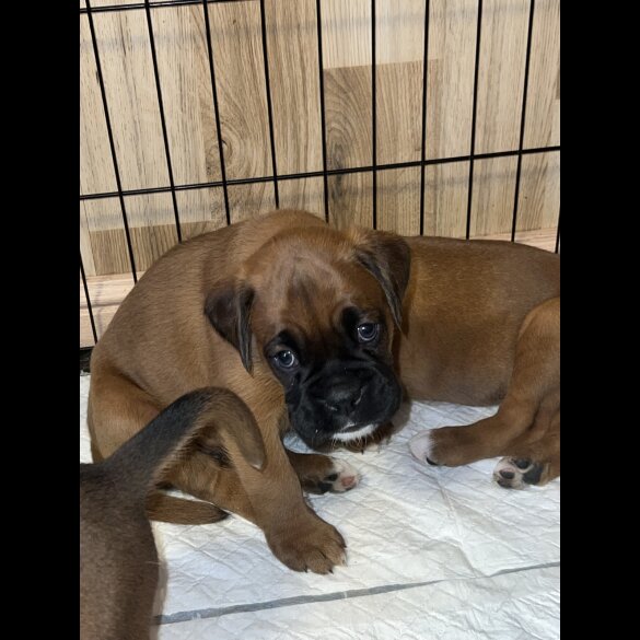 Boxer - Bitches