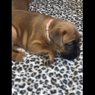 Boxer - Bitches