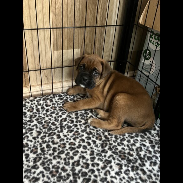 Boxer - Bitches