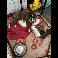 Boxer - Dogs