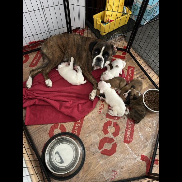Boxer - Dogs