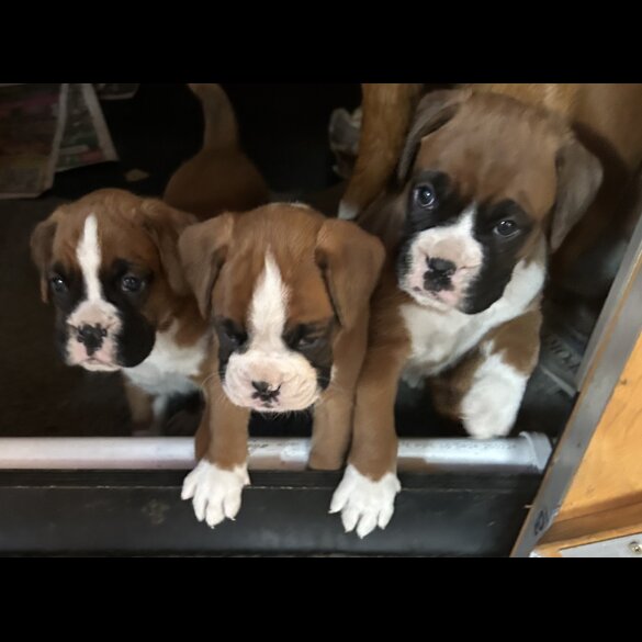 Boxer - Both