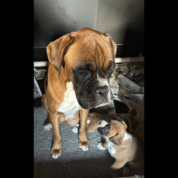 Boxer - Both
