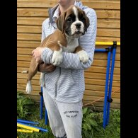 Boxer - Both