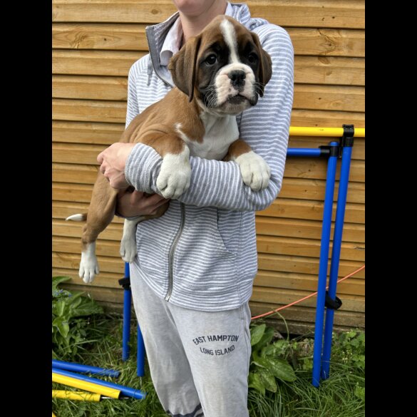 Boxer - Both