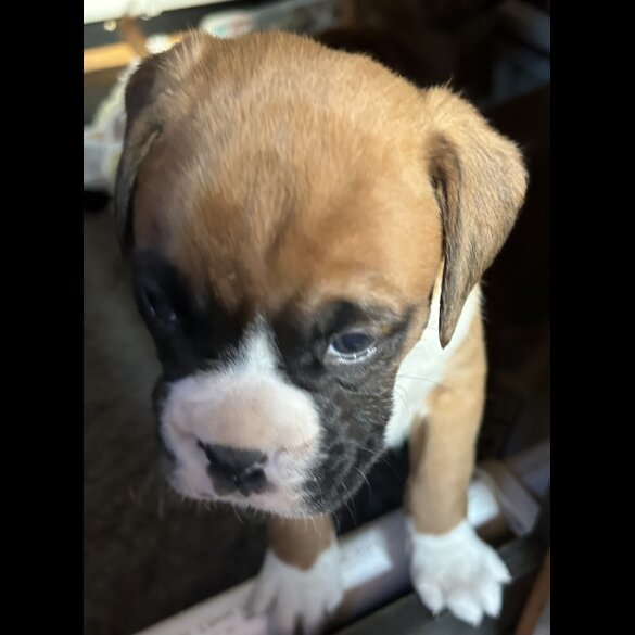 Boxer - Both
