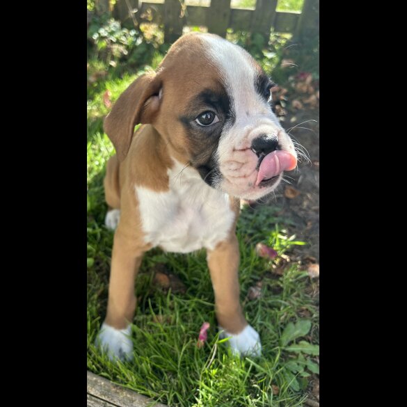Boxer - Both